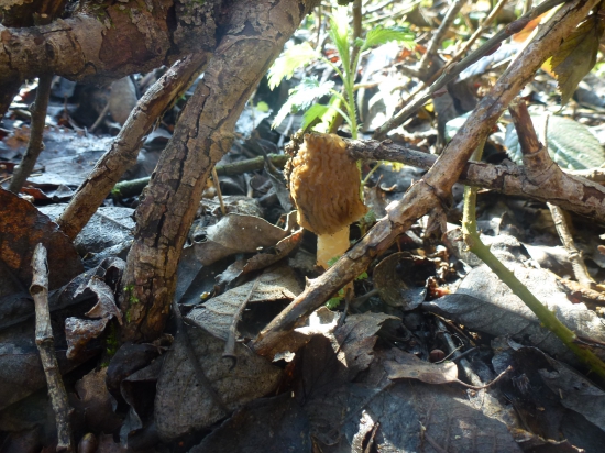 ked,rastu je to parada,,,