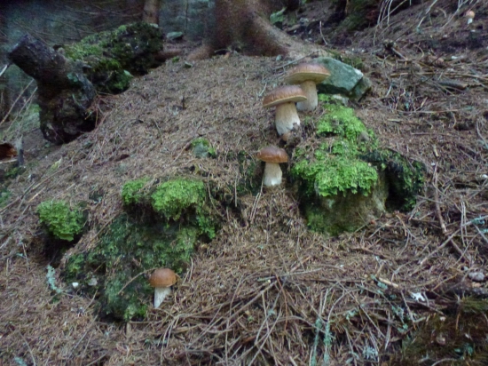 ked,rastu je to parada,,,