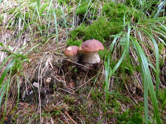 ked,rastu je to parada,,,