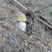 ,,,sezona,,,2016