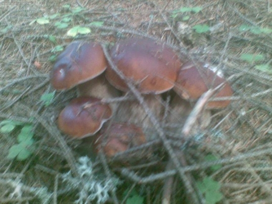 nepreavidelny sesterak