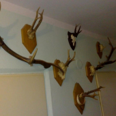 bez jedinkeho vystrelu