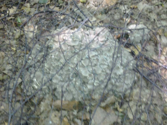 styri krat polievane