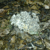 nepolievana 2