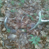 Aj take sa pocitaju......