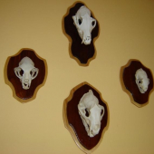 Líška(25,1 bodu), mačka(16,9), kuna(14,4), jazvec(22,4)