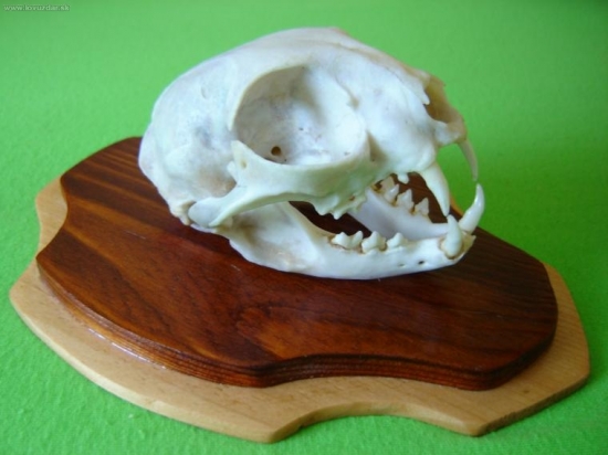 Trofej mačky