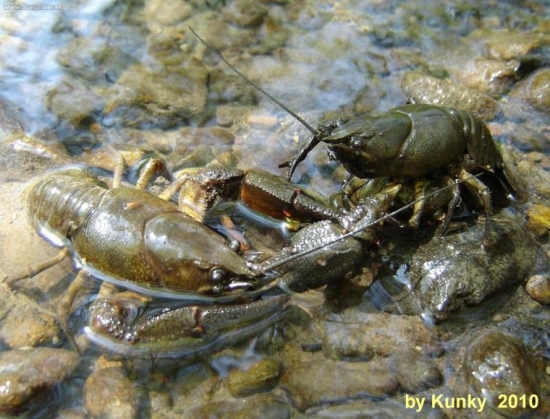 Keď rýchlo klesá hladina potoka