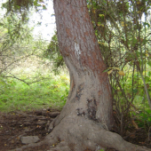 Roky odieraná