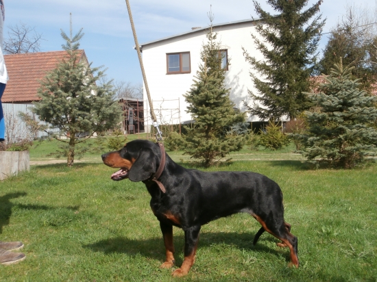 Chovateľská stanica Markov dvor - Jenny Brunov dvor