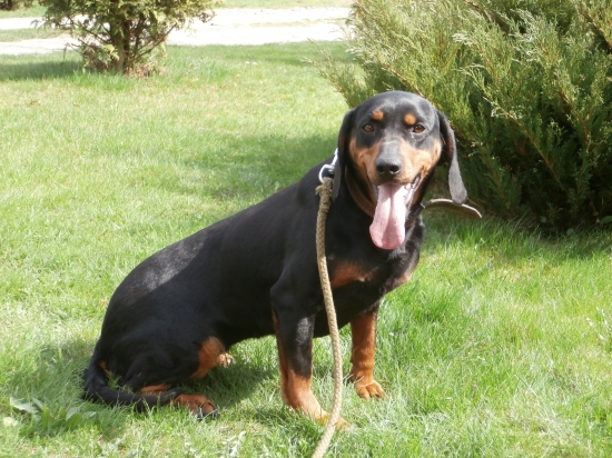 Chovateľská stanica Markov dvor - Jenny Brunov dvor