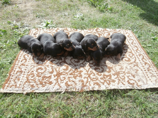 Chov. st. Markov dvor Párenie: Jenny Brunov dvor- Aris Morské oko 18 dní