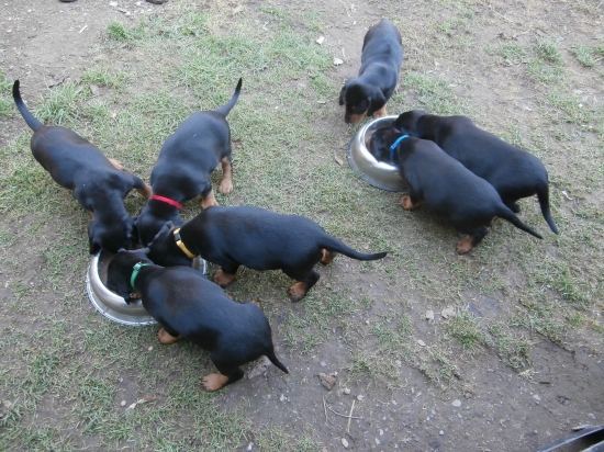 Chovateľská stanica Markov dvor: 47 dní