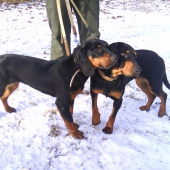 Jenny a  Jelly Brunov dvor