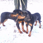 Jenny a  Jelly Brunov dvor