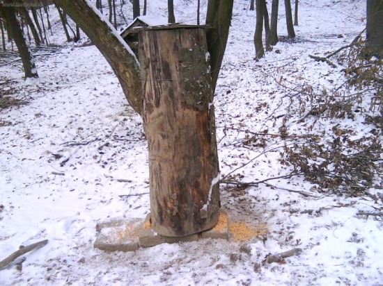 Krmnne zariadenie na kukuricu