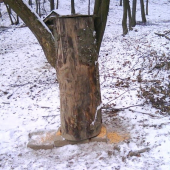 Krmnne zariadenie na kukuricu