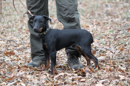 Endy na přikrmování
