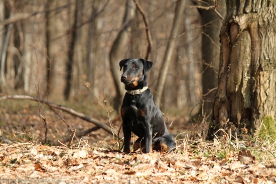 Endy na nedělní procházce revírem