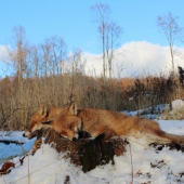 vulpes vulpes
