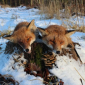 vulpes vulpes