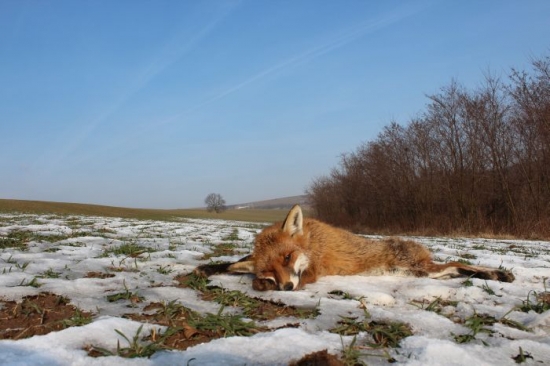 vulpes vulpes