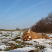 vulpes vulpes