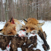 2x vulpes vulpes