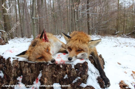 2x vulpes vulpes