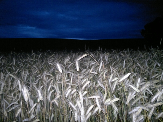 Prekrasny podvecer