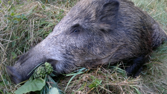 Uspešny lov.