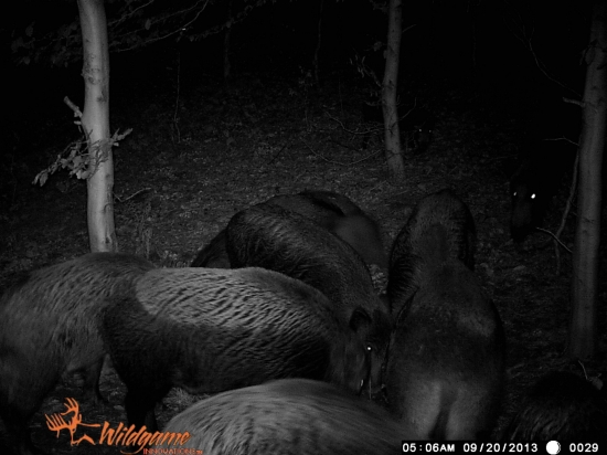 už maju zimny kožušok