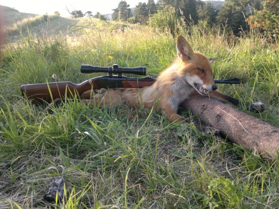 Fox