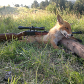 Fox
