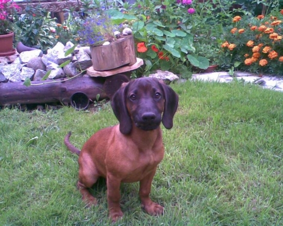 dia jakubiansky potok