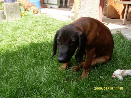 dia jakubiansky potok