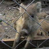 pust ma von alebo mi daj nieco pod zub