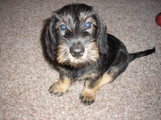 Moj novy kamarat NERO