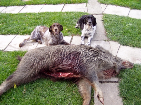 moje feny a lončák 2008