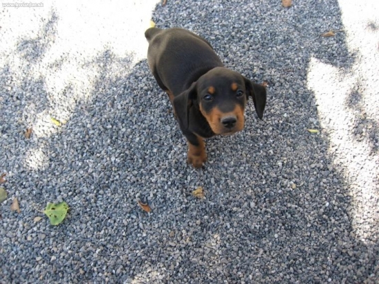 Bruno-Ešte ako šteniatko.