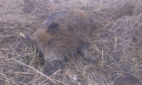 Kančik