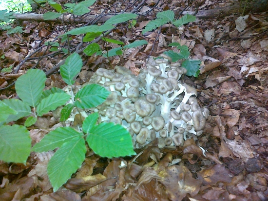 trudnik klobuckovity