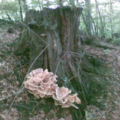 spomienka na leto