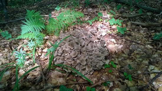 trúdnik klobučkovitý