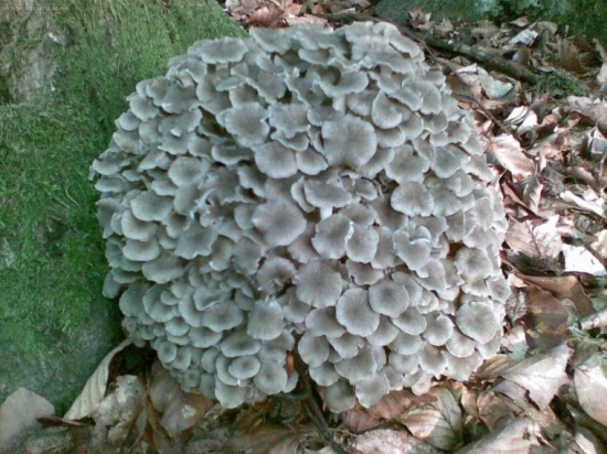 ta ista barania hlava detail