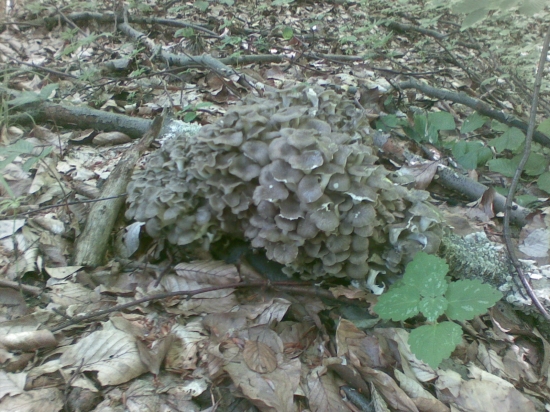 trudnik klobuckovity