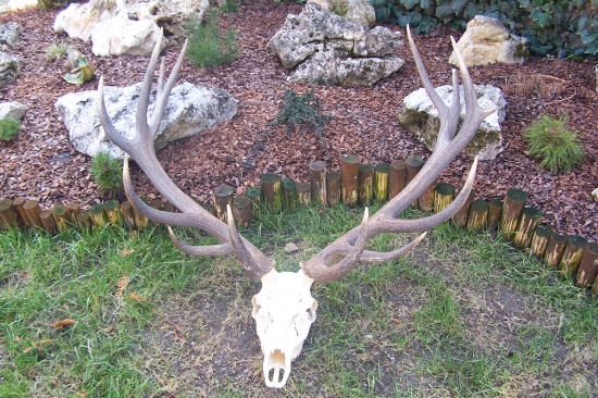 jelen ze zbírky Jožiho Doktora