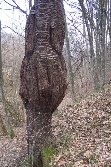 třešeň co mně zaujala 1