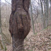 třešeň co mně zaujala 1