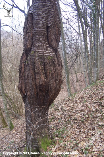 třešeň co mně zaujala 1